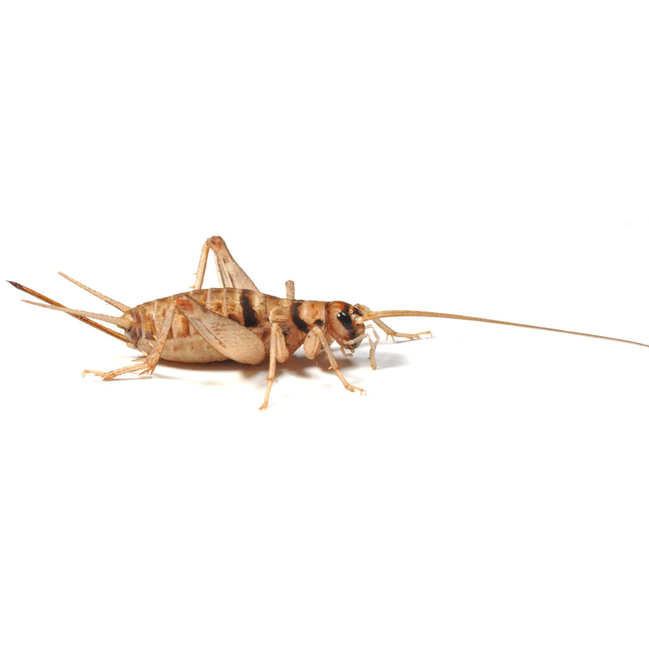 Silent Cricket Pre-Packs
