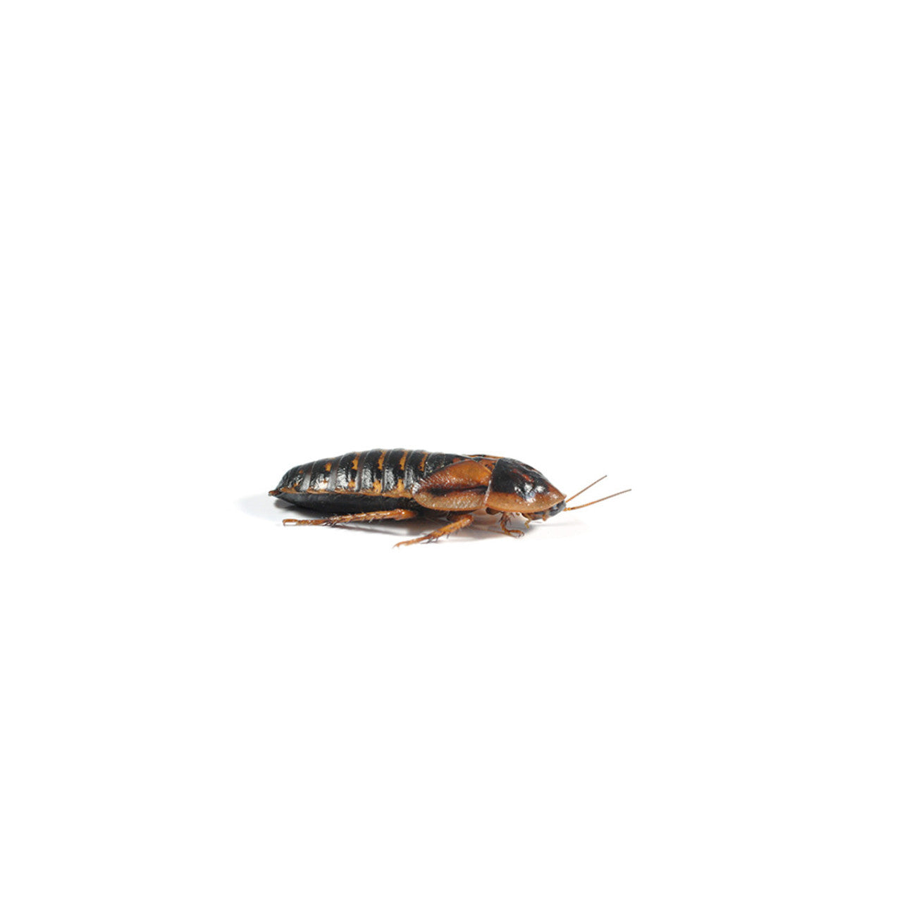 Dubia Roach Letterbox Pre-packs