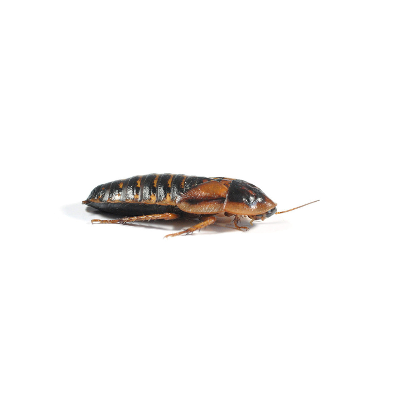Dubia Roach Letterbox Pre-packs