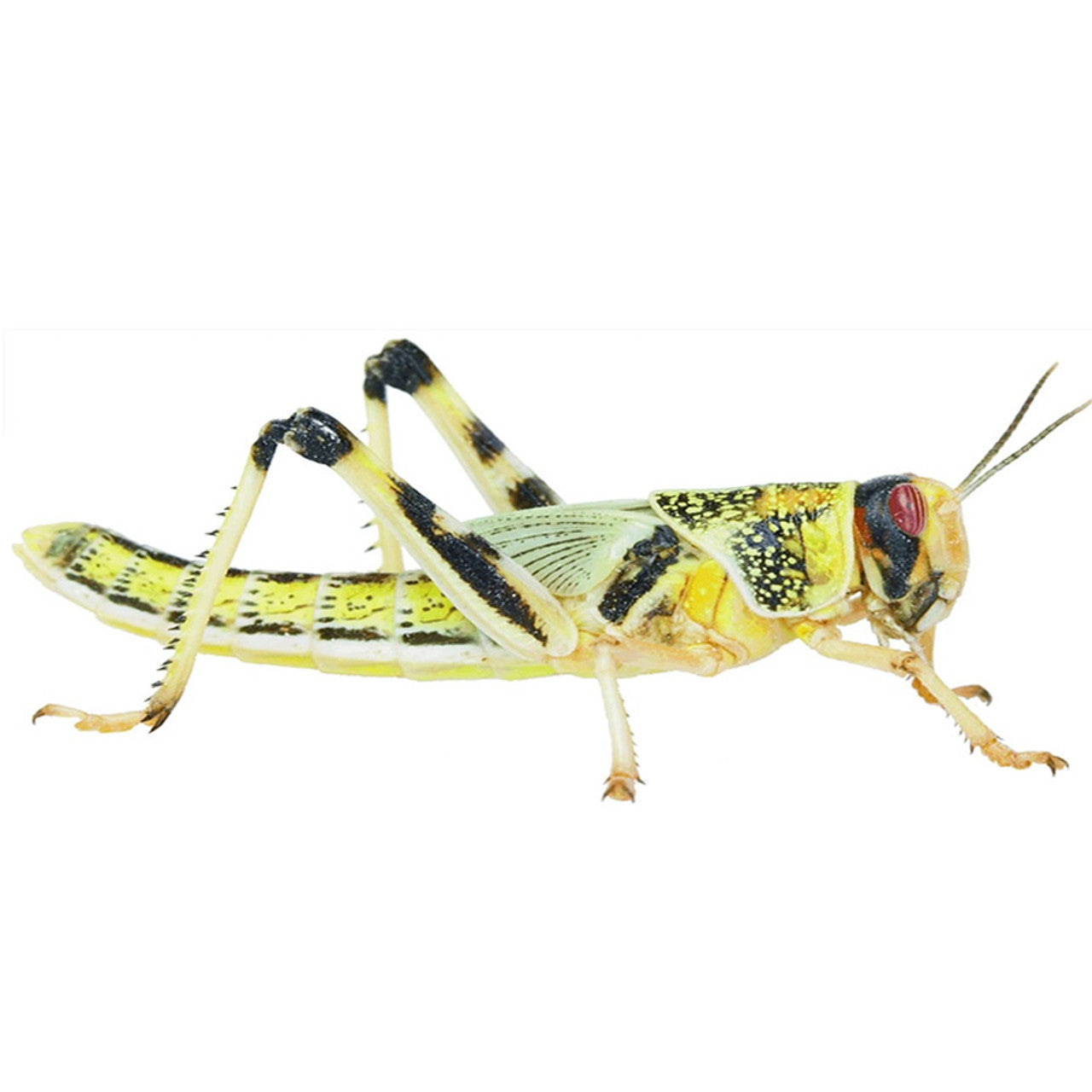Locust Letterbox Pre Packs