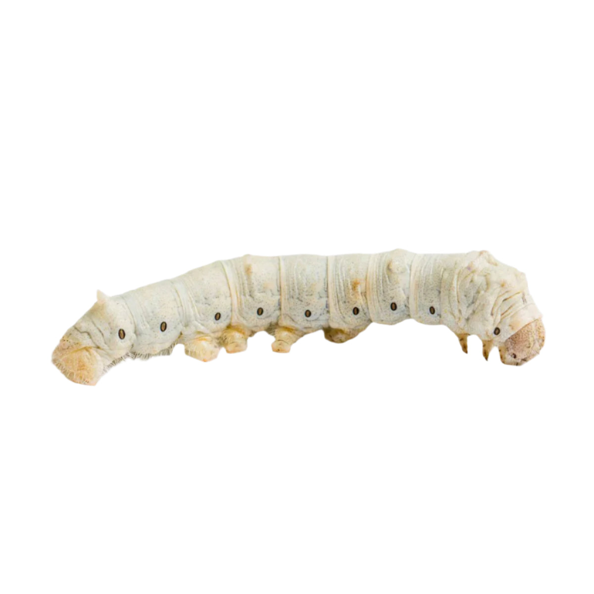 Medium Silkworm Letterbox Pre-pack (Approx 12)