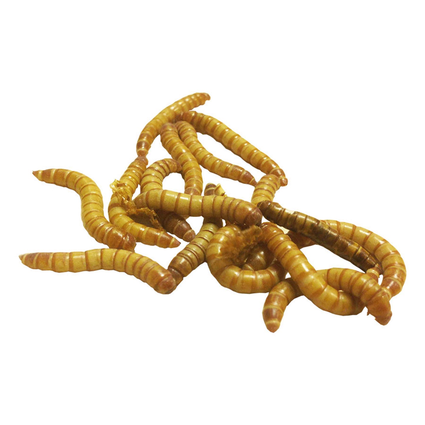 Mealworm Letterbox Super Pack 120g