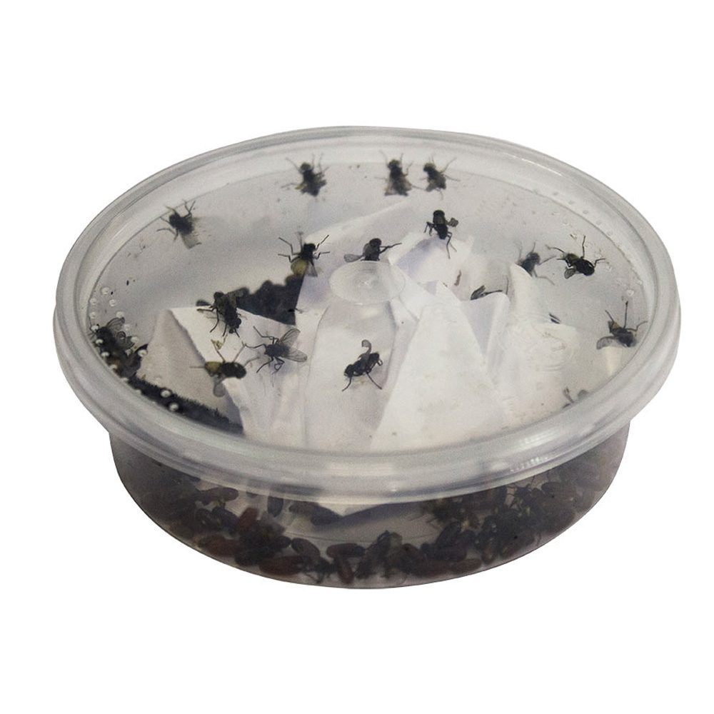 Curly-wing Flies Letterbox Pre-pack