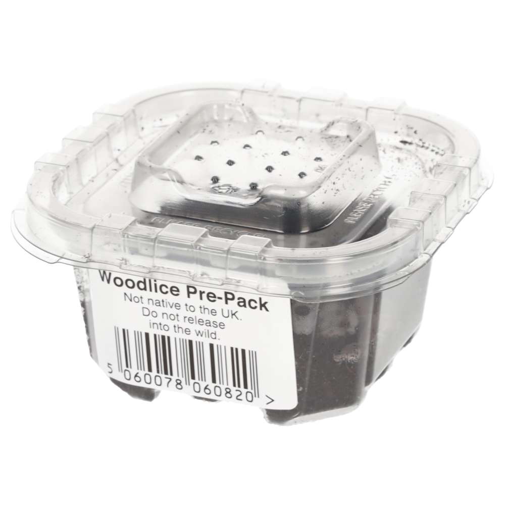 Tropical Grey Woodlice Letterbox Pack (approximately 20)