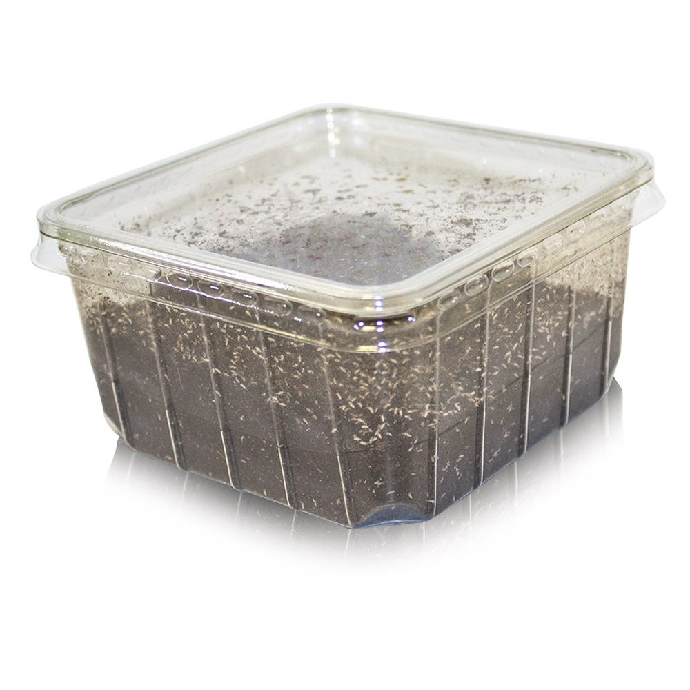 Springtail Pre-Pack (80g)