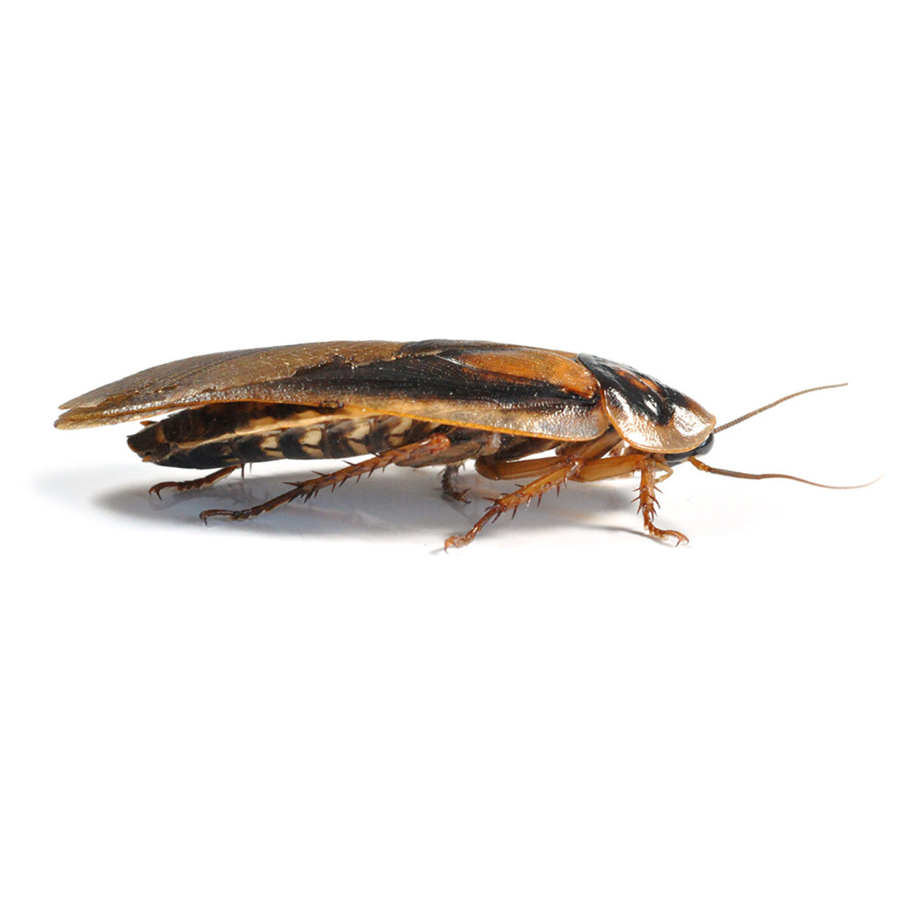 Dubia Roach Letterbox Pre-packs