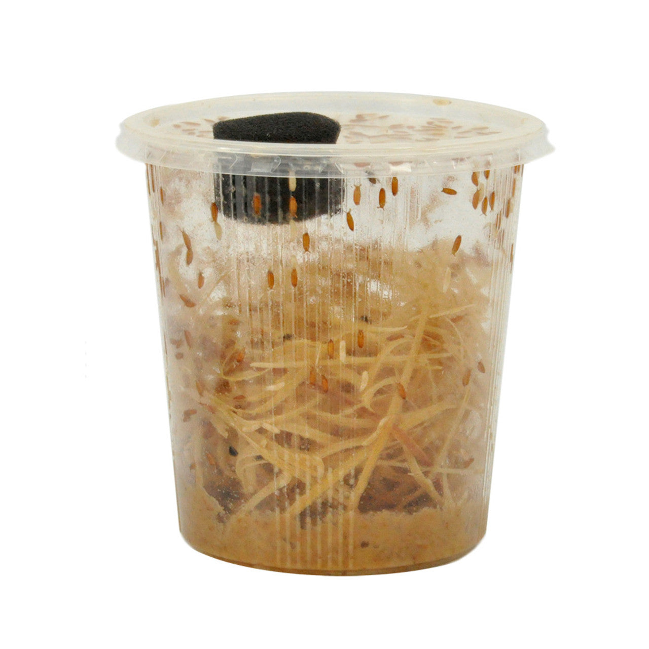 Fruit Fly Culture (Drosophila hydei)