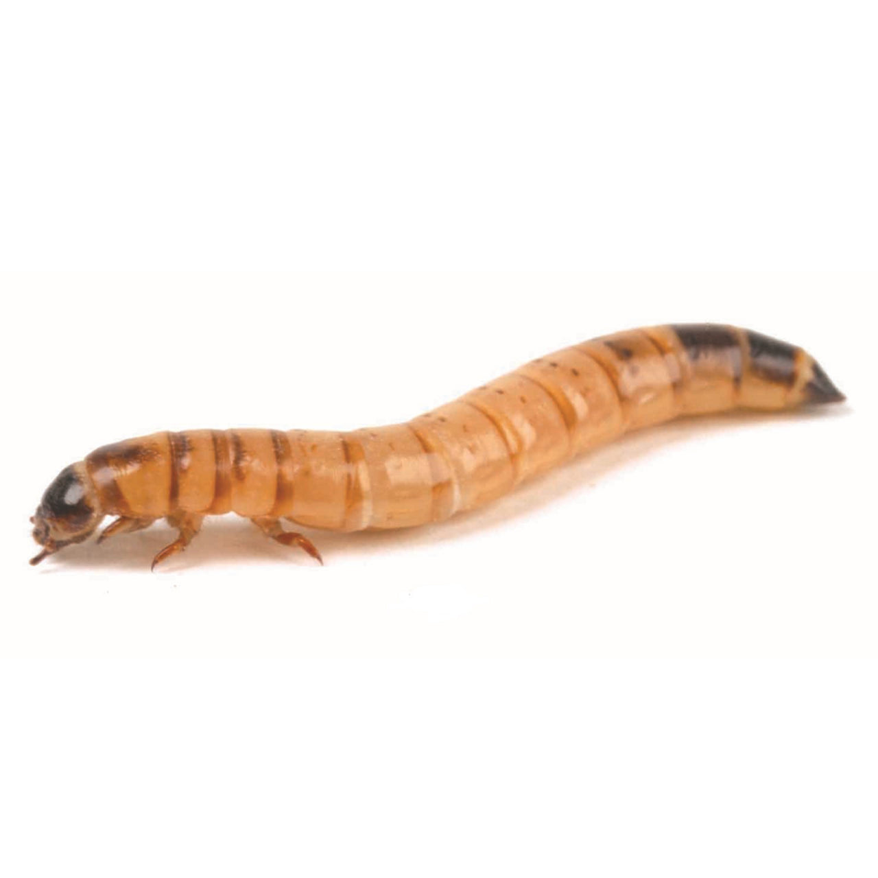 Morio Worm Letterbox Pre Pack 45g