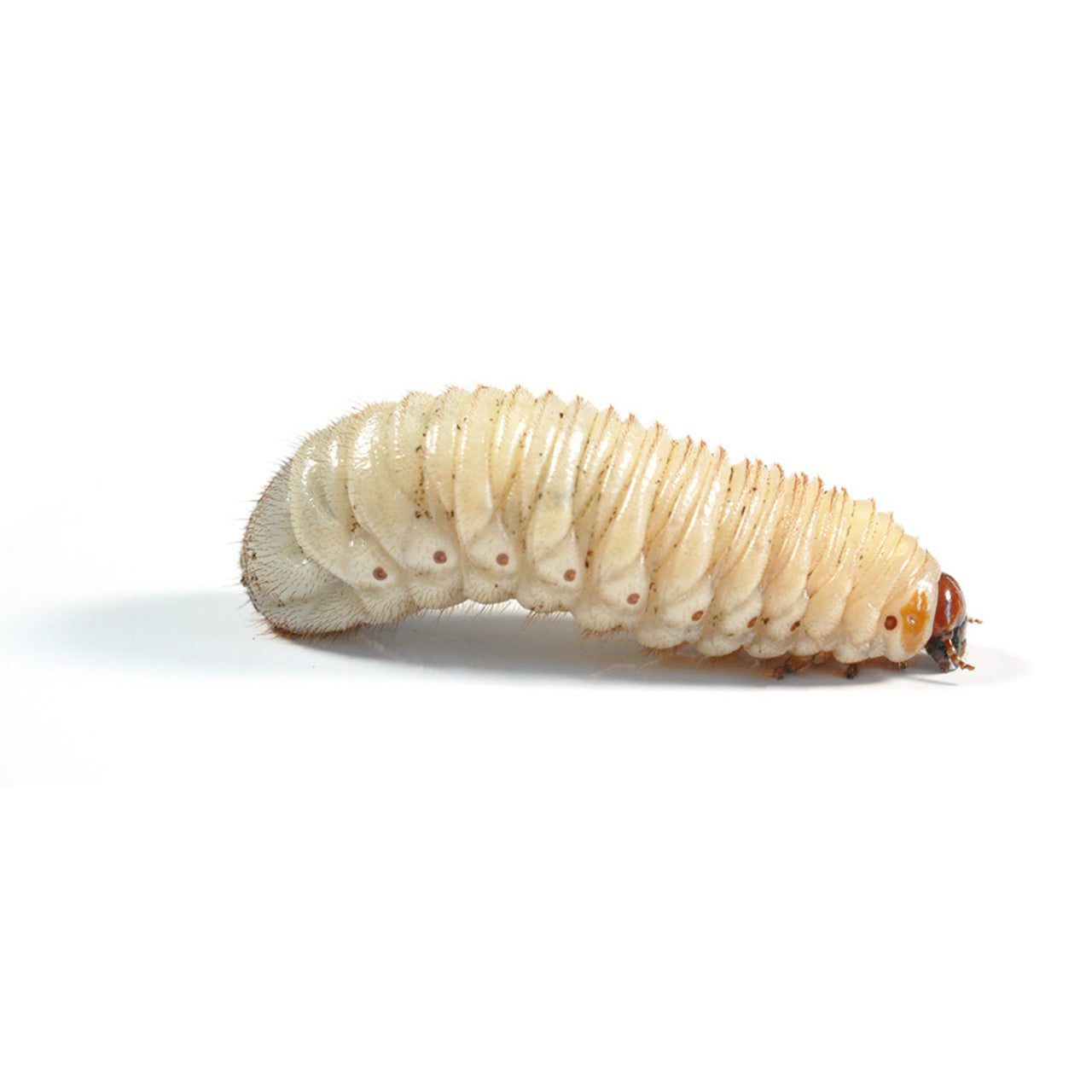 Fruit Beetle Grubs Letterbox Pre-pack Approx 10