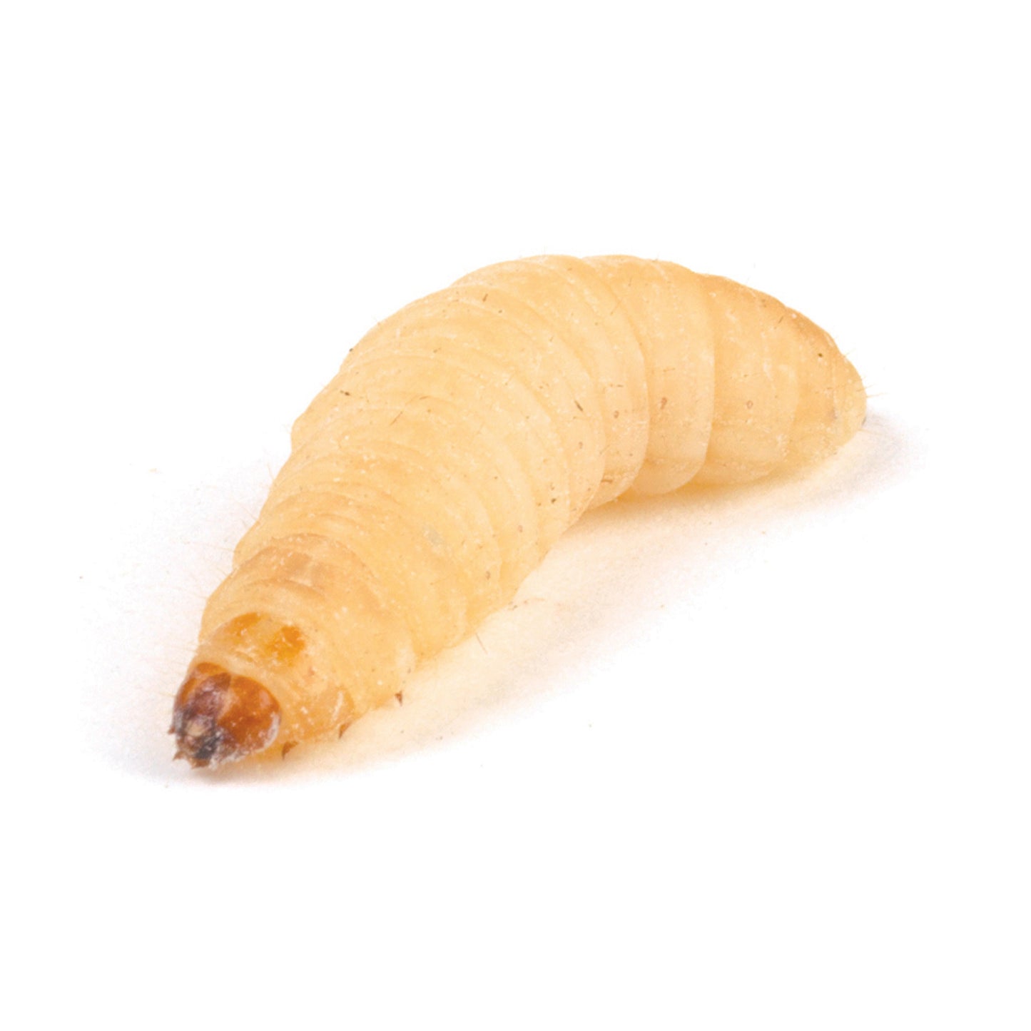 Wax worm Letterbox Pre-pack of 50
