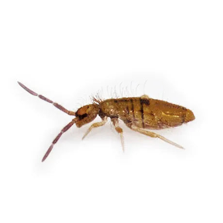 Springtail Letterbox Starter Colony 32g (approximately 250)